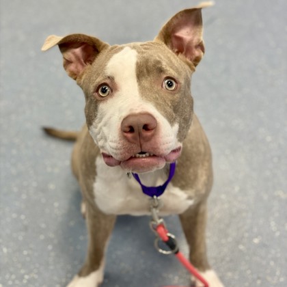 Lulu