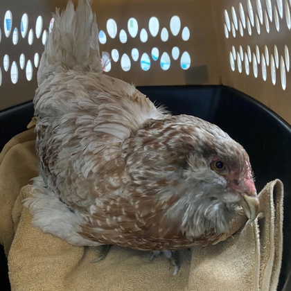 "Agatha Peep" - Adoption Hold!