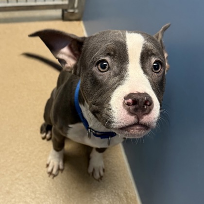 Marigold – Adoption Hold
