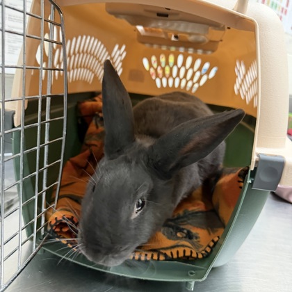 Thumper