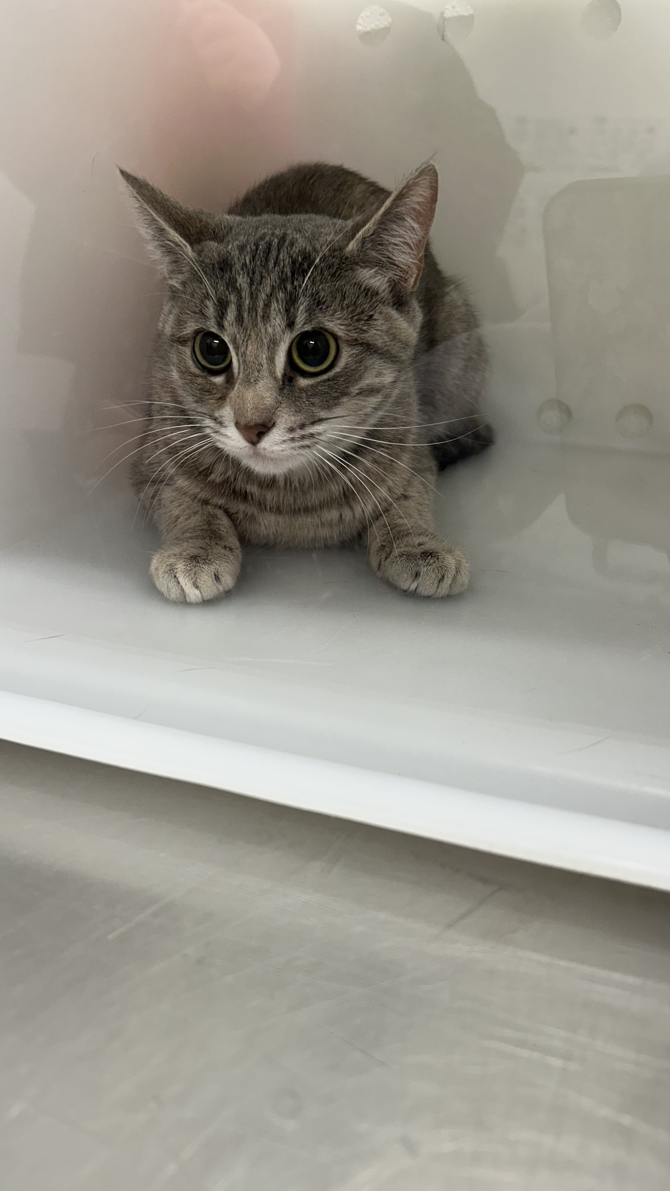 "Hill" - Adoption Hold!