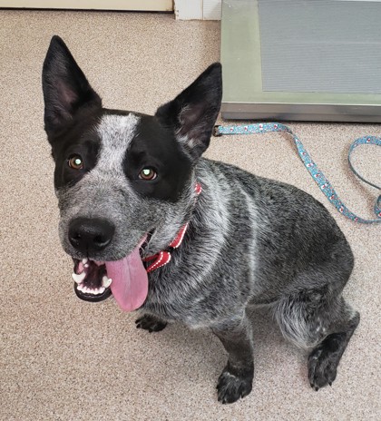 Ashkii the Blue Heeler - Synaptic Endeavors