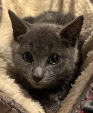 Lotus Stanton - must adopt with Maserati photo