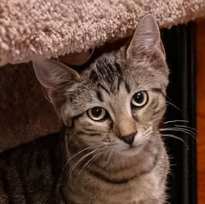 Teddy Chapin, adopt with Oscar photo