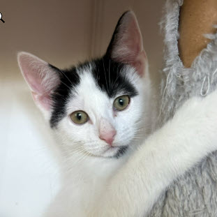 Cloudy Morse, adopt with a sibling photo