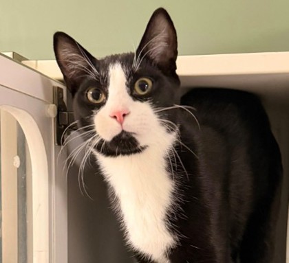 Oreo Westborough photo