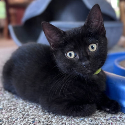 Ink Dell, adopt with a sibling photo