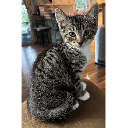 Josie River, adopt with Jessie photo