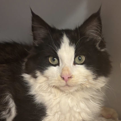 Chickadee Gibbs - needs a cat buddy photo