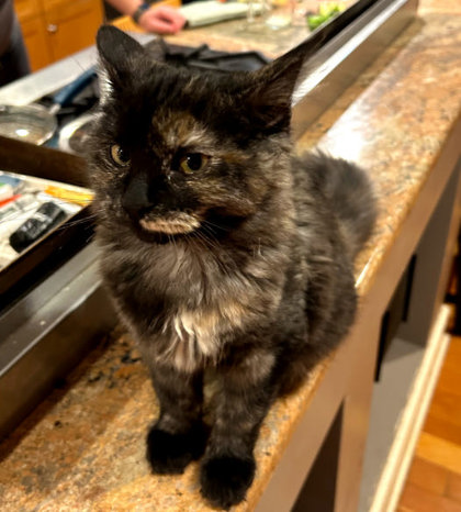 Aphrodite Farm - needs a young cat buddy photo