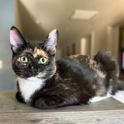 Dough Re Me Kershaw photo