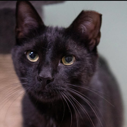 Jersey Kershaw photo