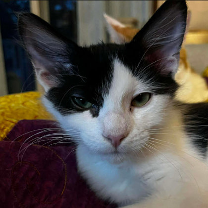 Puffball Burg - adopt with Blewit photo