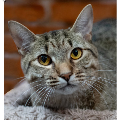 Costner Kershaw, adopt with Tuna Turner photo