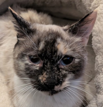 Ginger Smith FIV+ photo