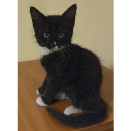 Muffy Abby, adopt with Teddy and Oscar photo