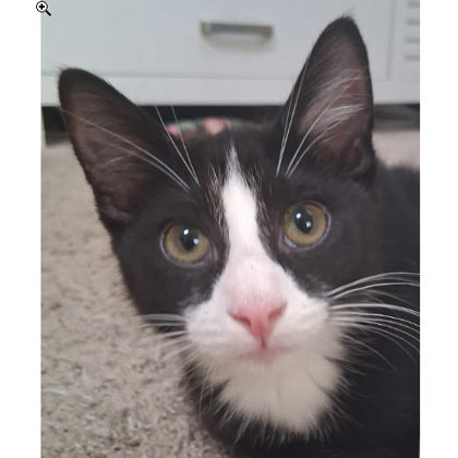Jenny Everett, adopt with a sibling photo
