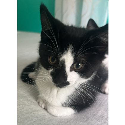 Eeyore Ames, adopt with Piglet photo