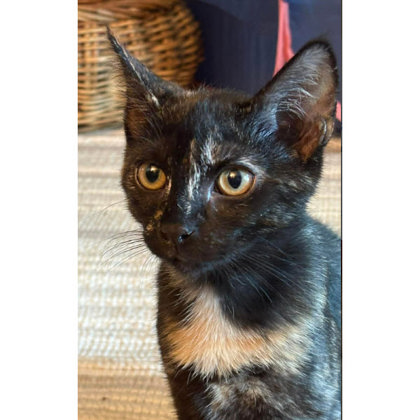 Audrey Colleen - adopt with Fitz photo