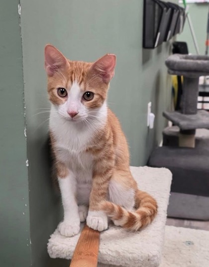 Froggy Reyes - must adopt with Maple photo