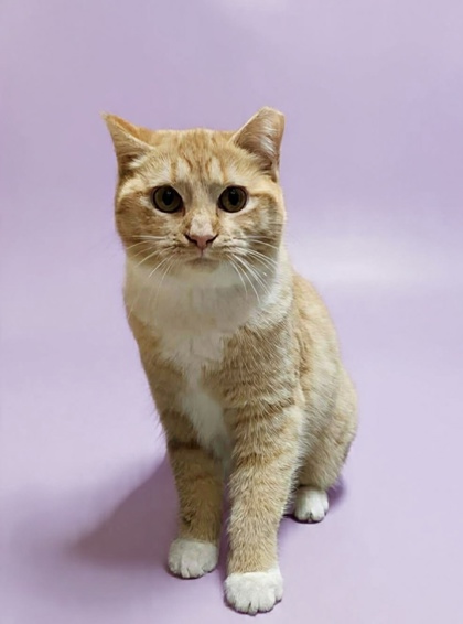 Cedar Cutoff - adopt with Katie photo