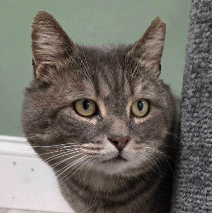 Henry Strathmore photo