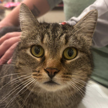 Chapstick Kershaw photo