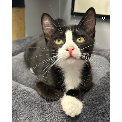 Meep Everett, adopt with Millie photo