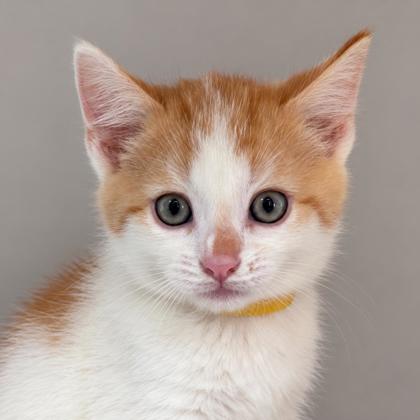 Biscotti Burncoat, adopt with Strudel photo