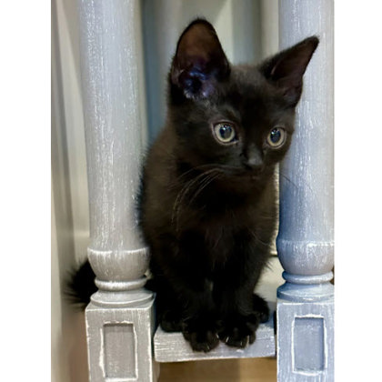 Luna Farm, adopt with Pixie photo