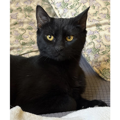 Vader Hudson - adopt with Phantom photo