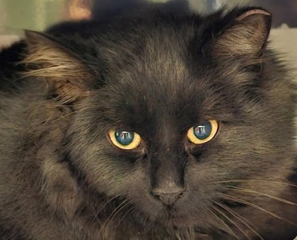 Robin Gibbs - must adopt with Maurice photo