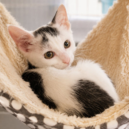 Tuba Prioulx, adopt with Banjo photo
