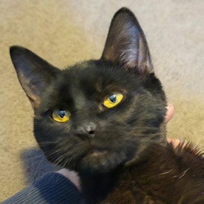 Vader Hudson - adopt with Phantom photo