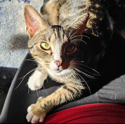 Butter Pecan Clarkson photo