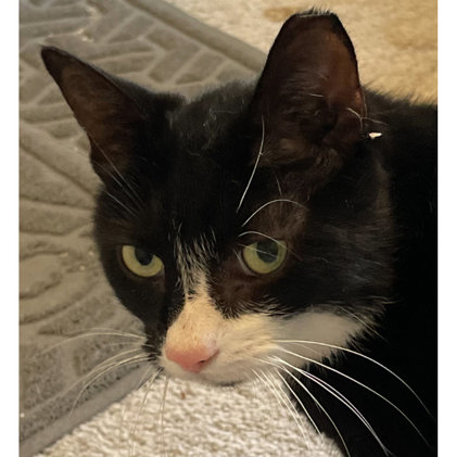 Brody Ashby, adopt with Felix photo