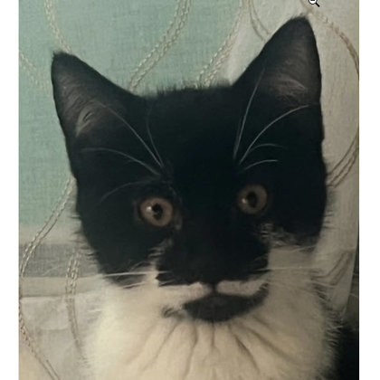 Piglet Ames, adopt with Eeyore photo