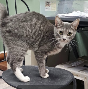 Gabriel Kershaw photo