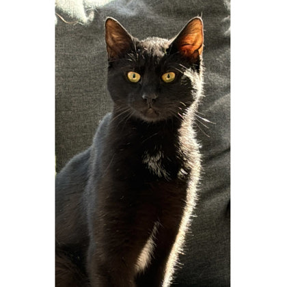 Phantom Hudson - adopt with Vader photo