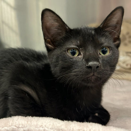 Millie Everett, adopt with Meep photo