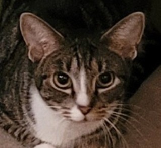 Butter Pecan Clarkson photo