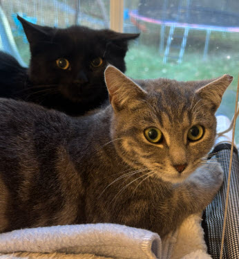 Ferrari Stanton must-  adopt  with Bentley photo