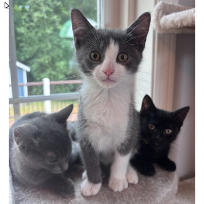 Bandit Dell, adopt with a sibling photo