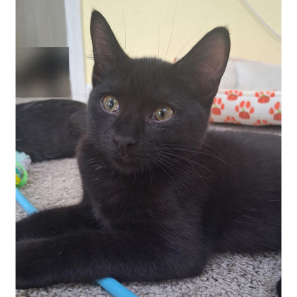 Forrest Everett, adopt with a sibling photo