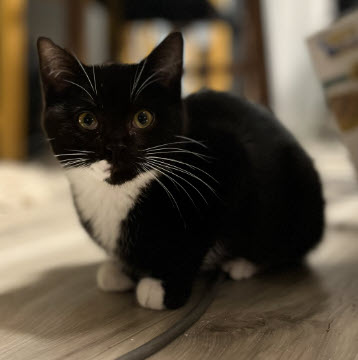 Bruno Stanton - adopt with Millie photo