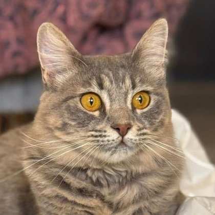 Holly Katter, FIV+ photo