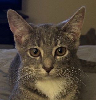 Mabel Littleton - adopt with Preston photo