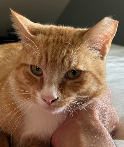 Scraps Beacon - Must adopt with Elvira ; FIV+ photo