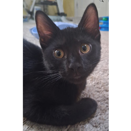 Zora Everett, adopt with a sibling photo