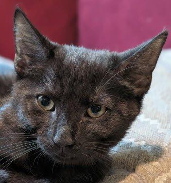 Nani Thayer - must have a young cat buddy photo